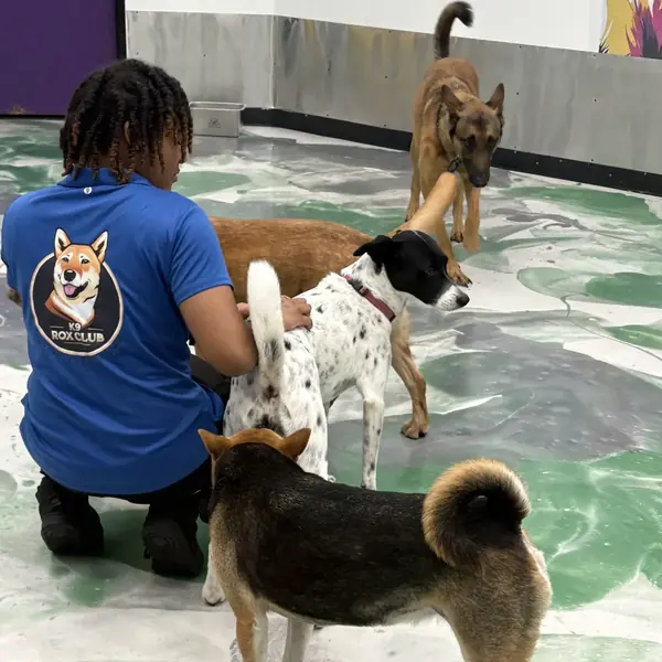 Supervised group play at K9 Rox Club Las Vegas